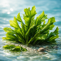 Algas Wakame
